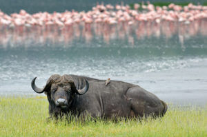 Sports tours to Kenya Sports tours to Kenya