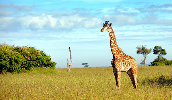 Sports Tours to Kenya Sports Tours to Kenya